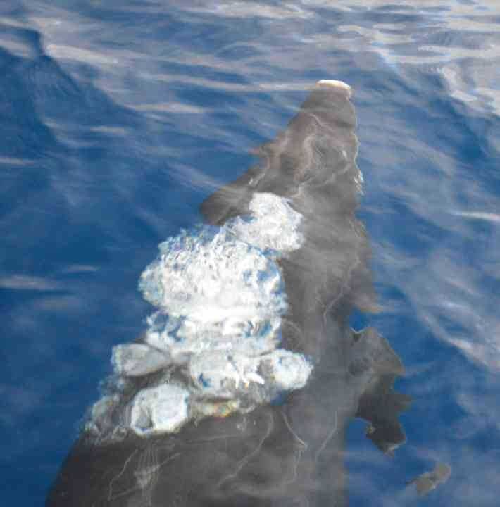 Dolfijnen Azoren