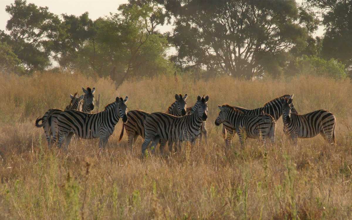 Okavango Delta Zebras